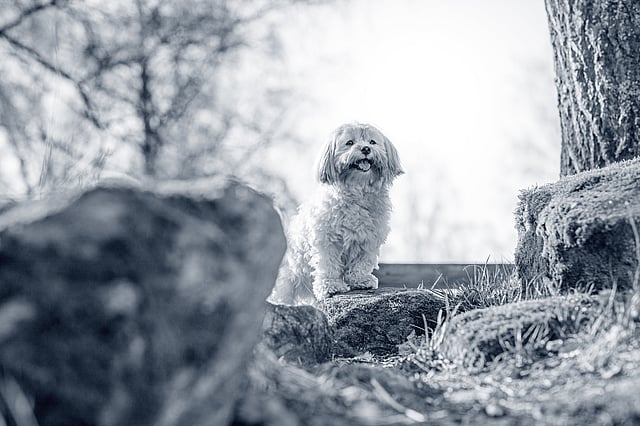 En liten, fluffig Bichon Havanais med ljus päls står på en sten i ett skogsområde. Hunden tittar uppmärksamt mot kameran med öppen mun och tungan ute. Bilden är i svartvitt och omgivningen består av träd, stenar och gräs.