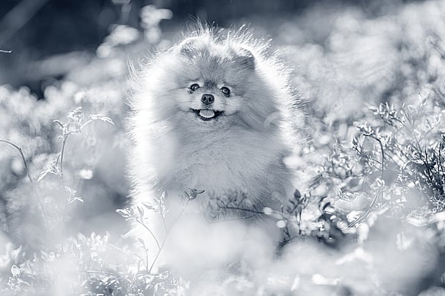 Pomeranian ute i naturen.