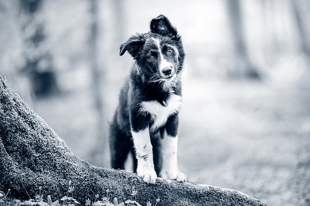 En ung svart och vit border collie-valp står med huvudet lätt lutat åt sidan och tittar nyfiket mot kameran. Bilden är i svartvitt och bakgrunden är suddig skogsmiljö.