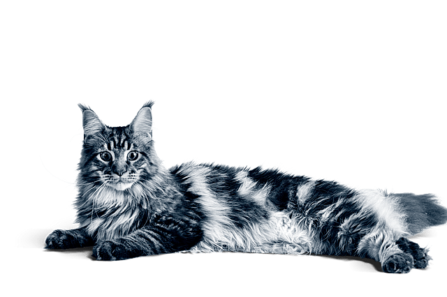 En katt som ligger ner på en svart bakgrund.