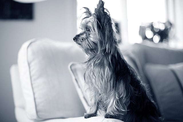 Yorkshireterrier sitter på soffan och kollar åt vänster.
