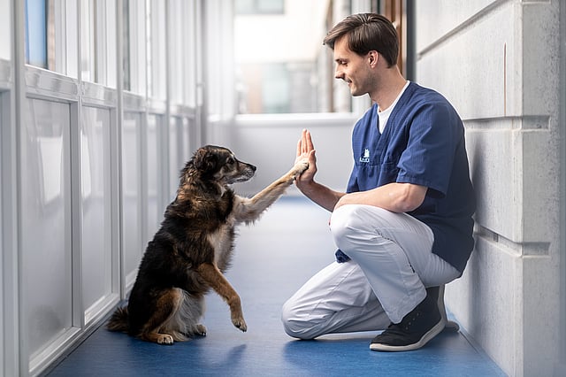 Manlig veterinär sitter på golvet och gör high-five med en svartbrun hund.