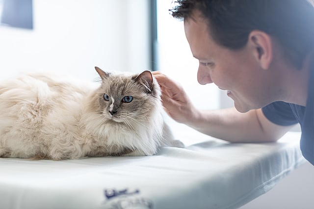 Manlig veterinär klappar på en vit katt med stora blåa ögon.