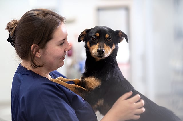 Brunhårig veterinär håller och tittar på en svartbrun hund.