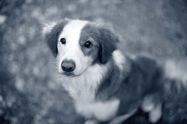 En nova scotia duck tolling retriever / tollare står ute i naturen.