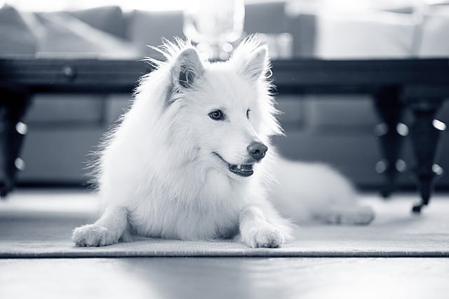 En samojedhund ligger på golvet inomhus.