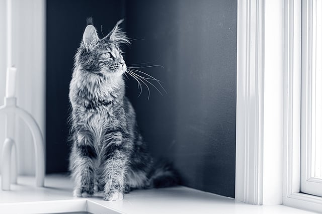 En Maine Coon står vid ett fönster inomhus.