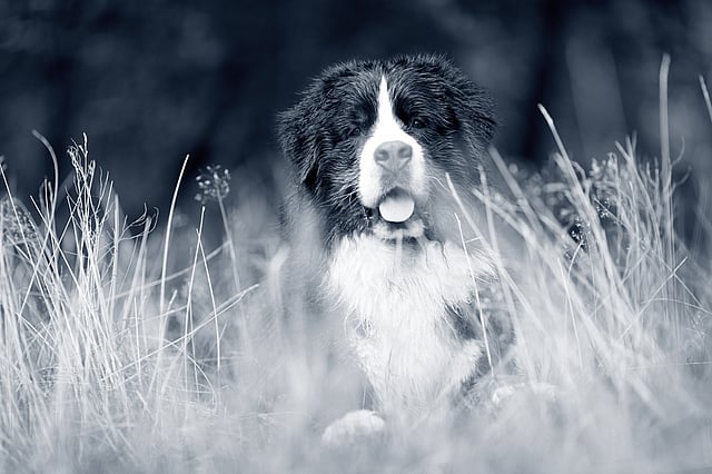 En stor, lurvig berner sennenhund med svart och vitt ansikte sitter i högt gräs och tittar rakt mot kameran med tungan ute. Bilden är i svartvitt och har en suddig bakgrund av natur.