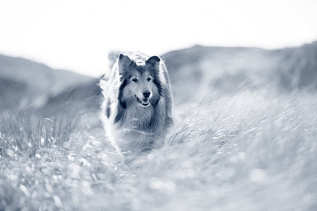 En långhårig collie springer utomhus bland gräset. Bilden är i svartvitt.
