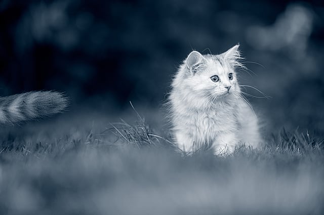 A cat in the grass.