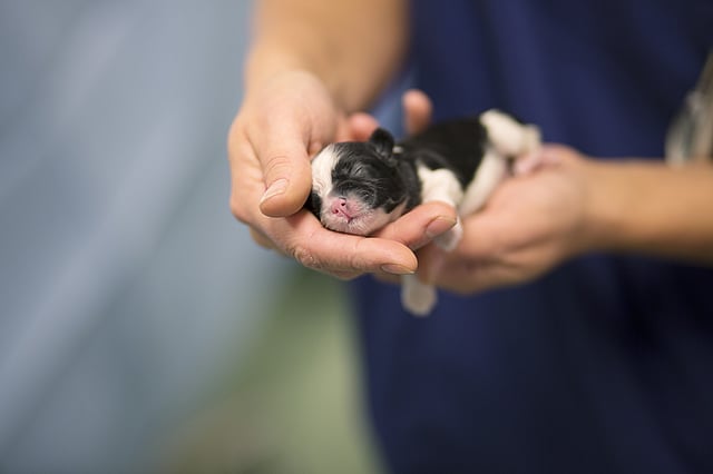 A person holding a small black and white puppy.