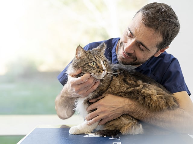 En person som håller i en katt.