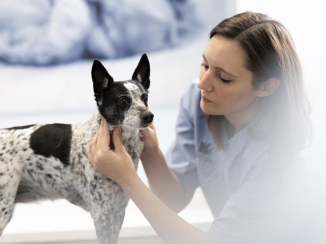 En kvinnlig veterinär undersöker munnen och käken på en svartvit hund.