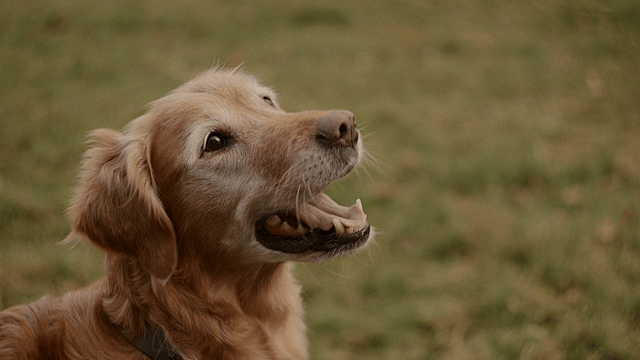 En glad, äldre Flatcoated Retriever står på en gröngräsmatta och kollar glatt upp.