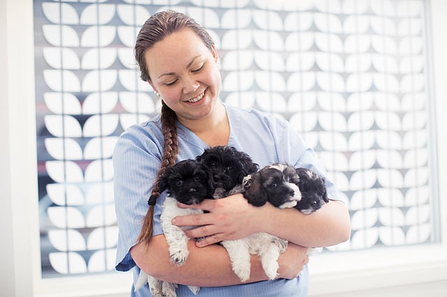 En kvinnlig veterinär med sitt svarta hår i en lång fläta håller i fyra svartvita, lurviga valpar.