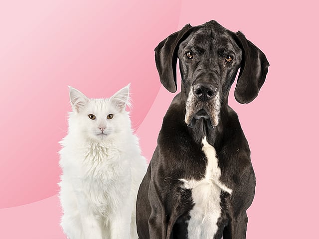 En katt och en hund sitter tillsammans.