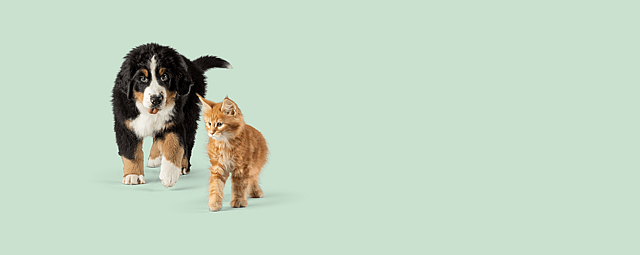 En berner sennenvalp och en liten kattunge promenerar framför en grön bakgrund.