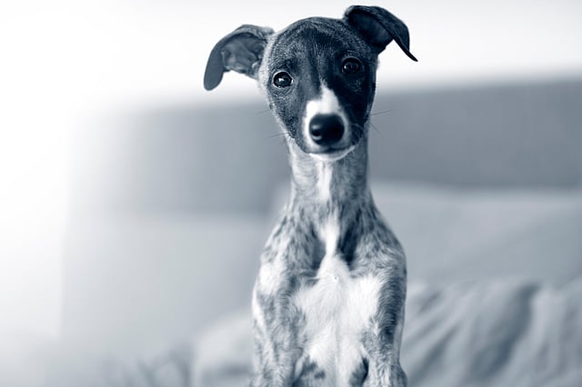 Whippet kollar in i kameran.