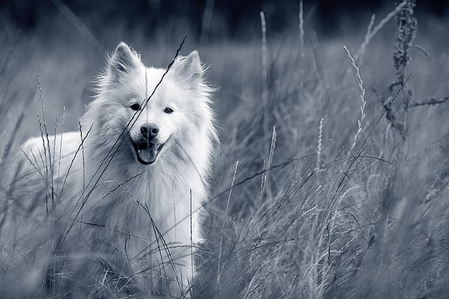 En vit Finsk Lapphund ute i naturen.